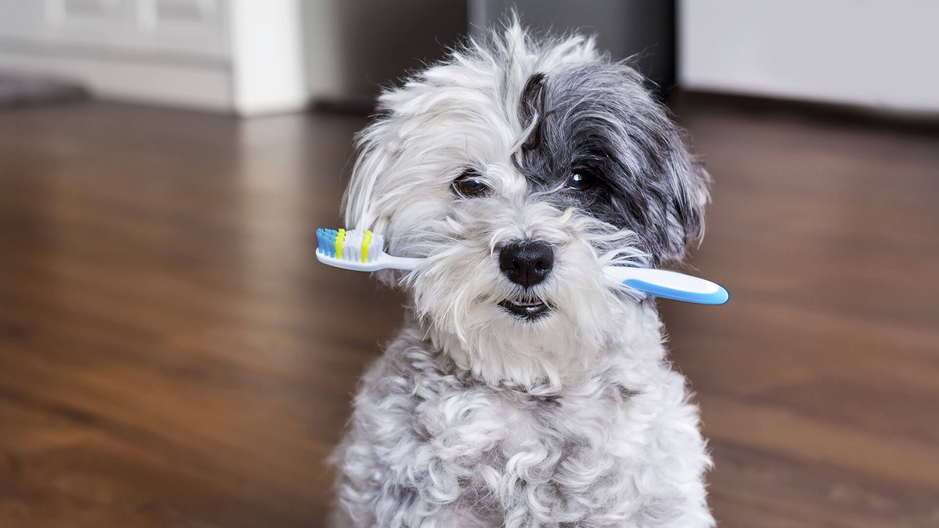 Why Your Pet Needs To See The Dentist