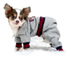 Abbigliamento per cani di taglia piccola Autunno/Inverno